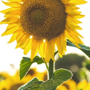 Tlaxcala: Girasoles y Val'Quirico