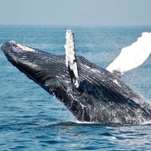 Puerto Vallarta y Sayulita: Ballenas Jorobadas
